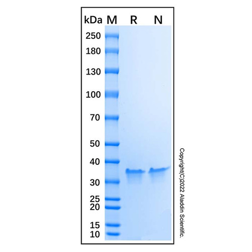 recombinant protein g (c007b-599250)