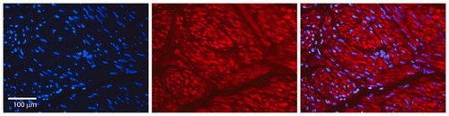anti-ahr (ab1) antibody produced in rabbit