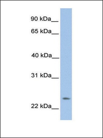 anti-orai1 (ab1) antibody produced in rabbit
