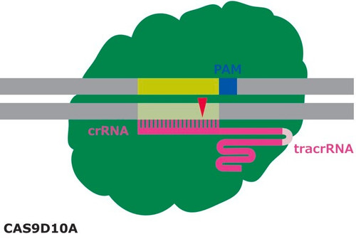 cas9-d10a nickase protein (c15-1347-164)