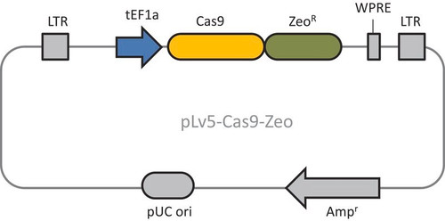 cas9 zeo lenti plasmid