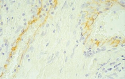 anti-pecam-1 antibody, domains 3-6 of human pecam-1, clone hc1/6
