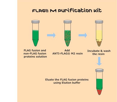 flag(r) m purification kit