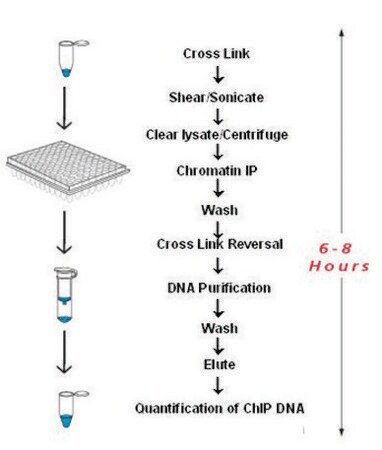 imprint(r) chromatin immunoprecipitation kit (c15-1350-990)