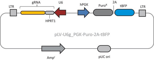 lenti crispr human hprt1 positive control transduction particles (lv04 vector)