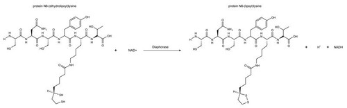 diaphorase from clostridium kluyveri (c15-1355-647)