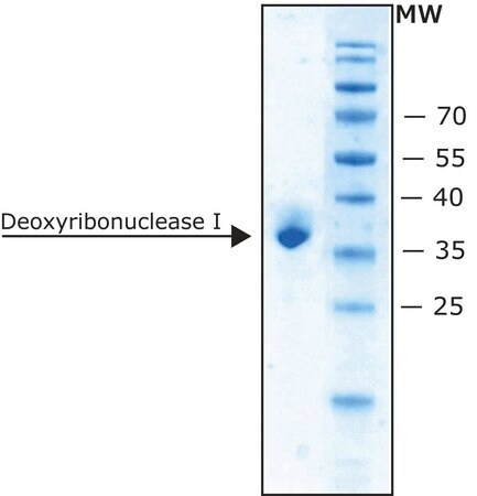 deoxyribonuclease i bovine (c15-1355-686)