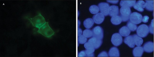 monoclonal anti-d1 dopamine receptor antibody produced in rat