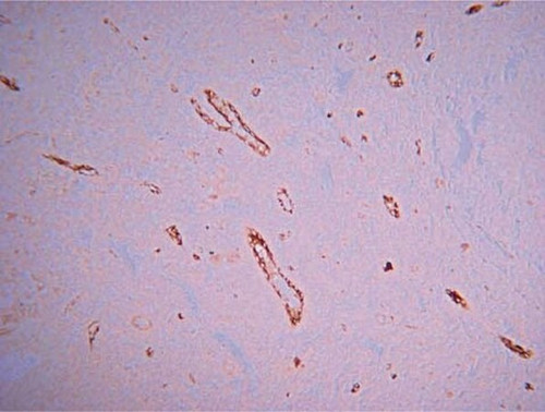 blood vessel staining kit