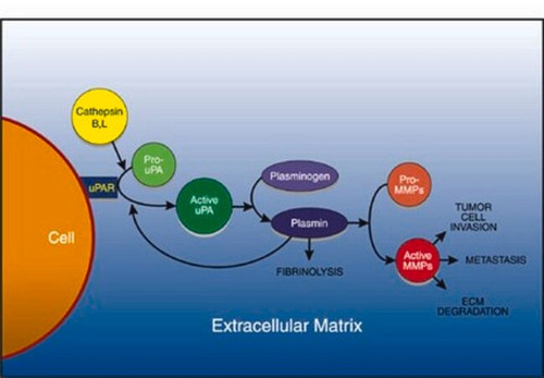 upa activity assay kit
