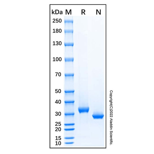 recombinant human sfrp-2 protein (c007b-676788)