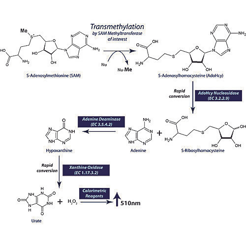 SAM510 : SAM Methyltransferase Assay, 100 Assays