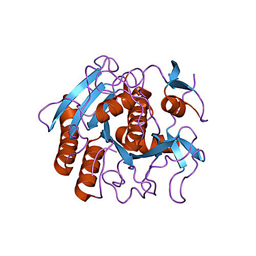 Proteinase K, Lyophilized, 1g