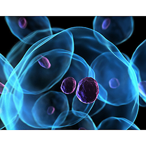 Human Cancer Cell Line Blot, 1 Blot