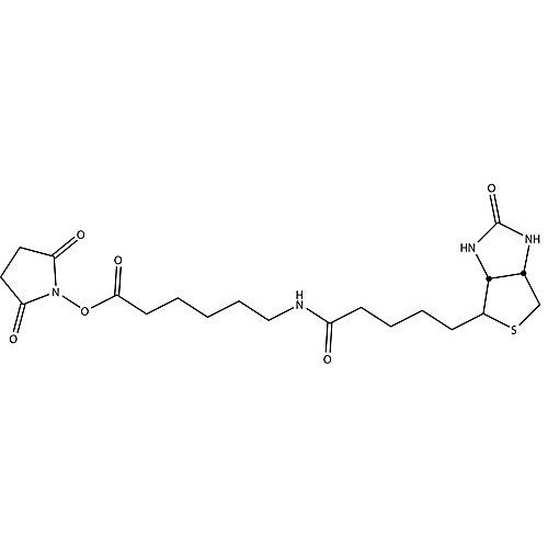 HOOK -NHS-LC-Biotin, 50mg