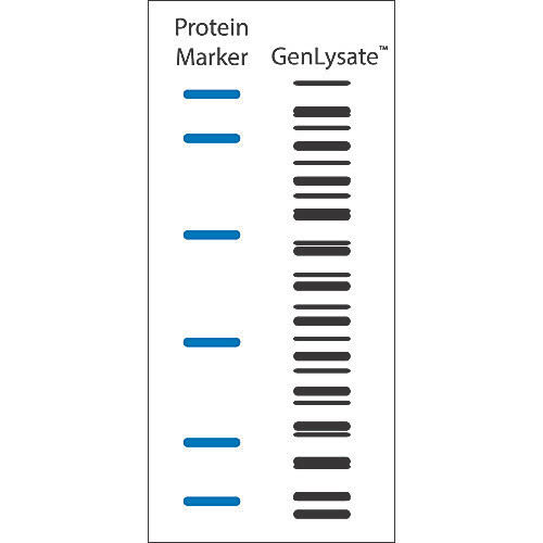 Rat Normal Kidney Single Tissue Blot, 1 Blot