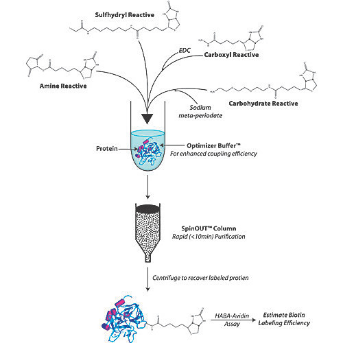 HOOK -Sulfo-NHS-LC-Biotin Kit, 10 reactions