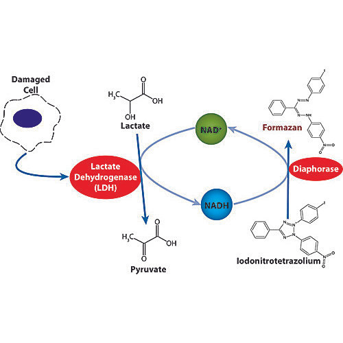 CytoScan LDH Cytotoxicity Assay, 1000 Assays