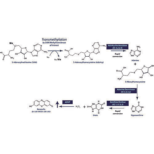SAMfluoro: SAM Methyltransferase Assay, 100 Assays