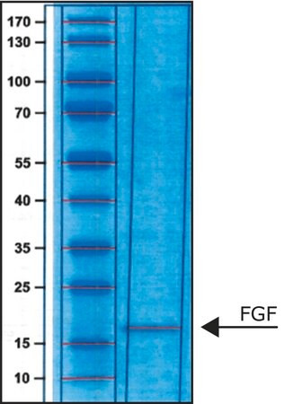 fibroblast growth factor-basic (c15-1424-966)