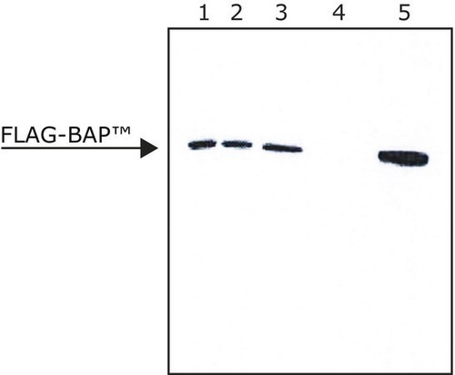 flag(r) immunoprecipitation kit