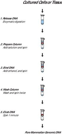 genelute(tm) mammalian genomic dna miniprep kits (c15-1425-602)