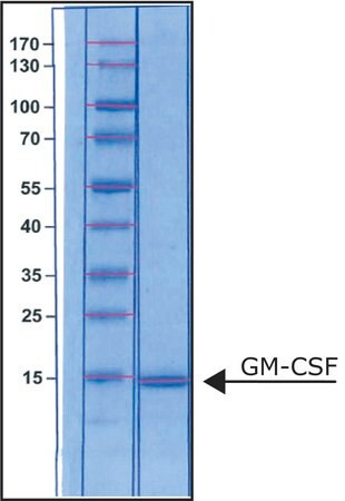 granulocyte-macrophage colony-stimulating factor human (c15-1425-691)
