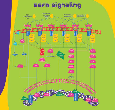 heregulin-beta, egf domain human