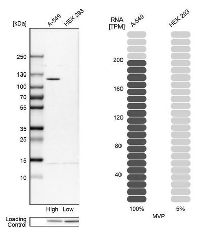 anti-mvp antibody produced in rabbit (c15-1445-570)