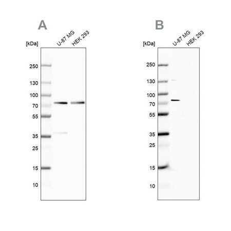 anti-optn antibody produced in rabbit (c15-1445-918)