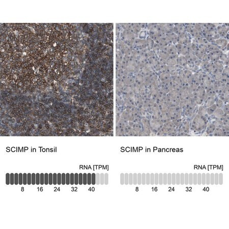 anti-scimp antibody produced in rabbit