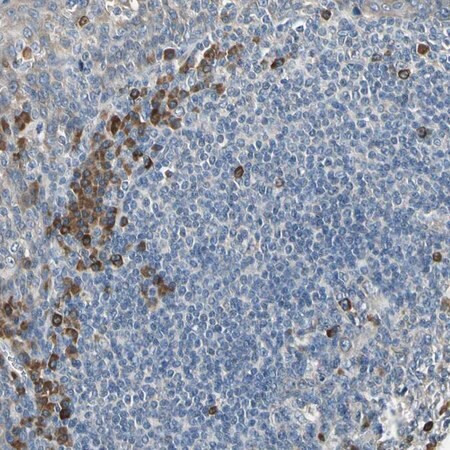 anti-selenok antibody produced in rabbit