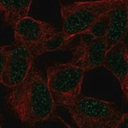 anti-gtf3c2 antibody produced in rabbit (c15-1447-100)