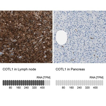 anti-cotl1 antibody produced in rabbit