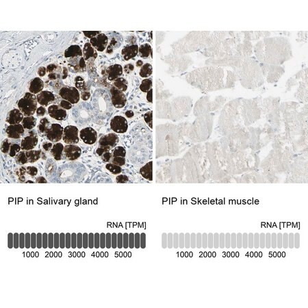 anti-pip antibody produced in rabbit