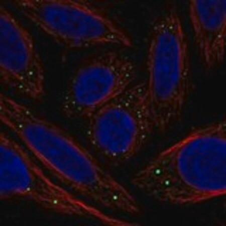 anti-c1galt1c1 antibody produced in rabbit (c15-1447-426)