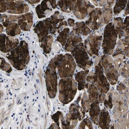 anti-coa1 antibody produced in rabbit