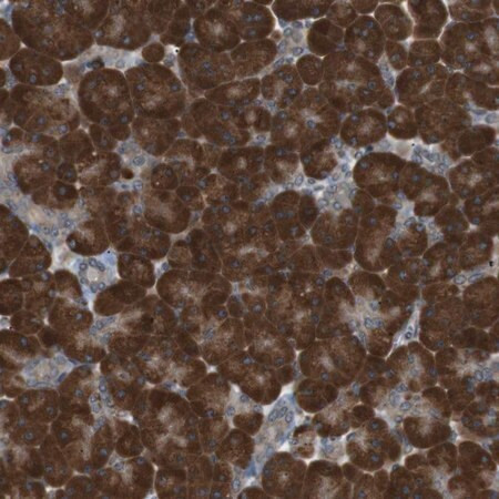 anti-tmed9 antibody produced in rabbit