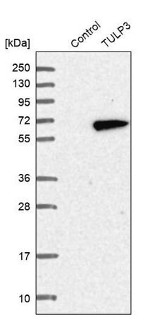 anti-tulp3 antibody produced in rabbit (c15-1448-328)