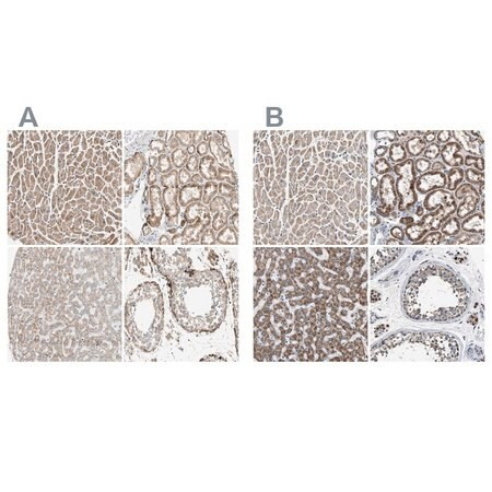 anti-oxsm antibody produced in rabbit (c15-1449-822)
