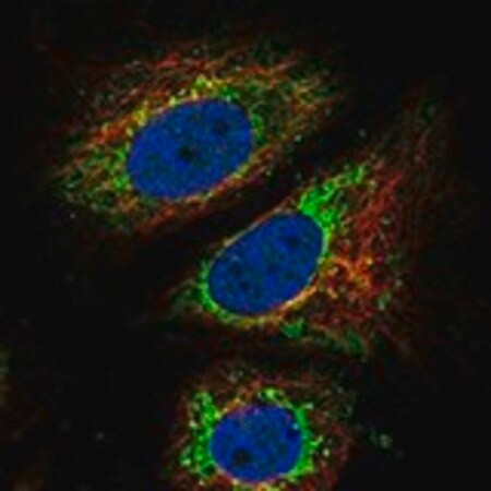 anti-arid4b antibody produced in rabbit (c15-1451-365)
