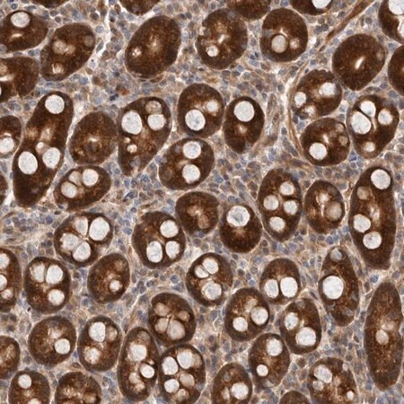 anti-sbds antibody produced in rabbit