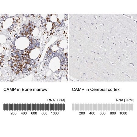 anti-camp antibody produced in rabbit