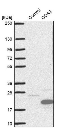 anti-coa3 antibody produced in rabbit