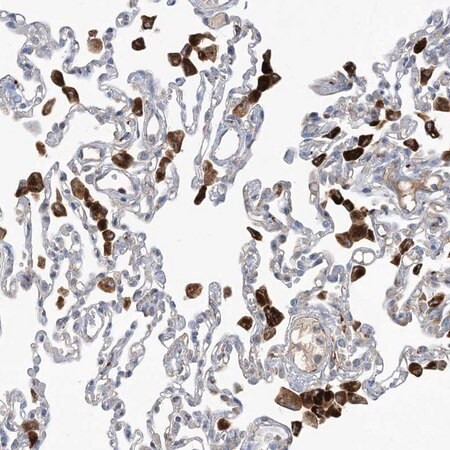 anti-pear1 antibody produced in rabbit