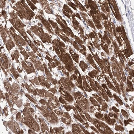 anti-cox15 antibody produced in rabbit (c15-1454-869)