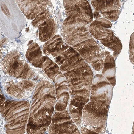 anti-cox15 antibody produced in rabbit (c15-1454-870)