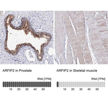 anti-arfip2 antibody produced in rabbit