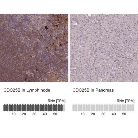 anti-cdc25b antibody produced in rabbit (c15-1455-494)