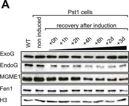 anti-mgme1 antibody produced in rabbit